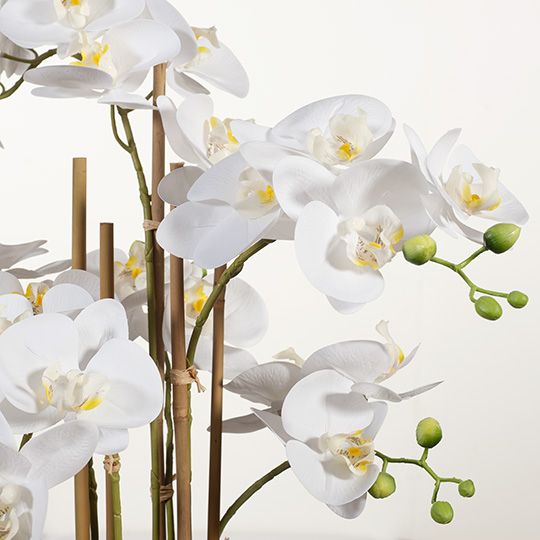 Orchid Phalaenopsis in Bowl