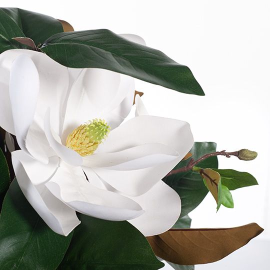 Magnolia Grandiflora Mix in Vase