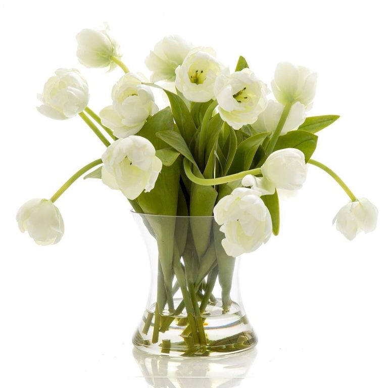 Tulip In Water in Glass Vase
