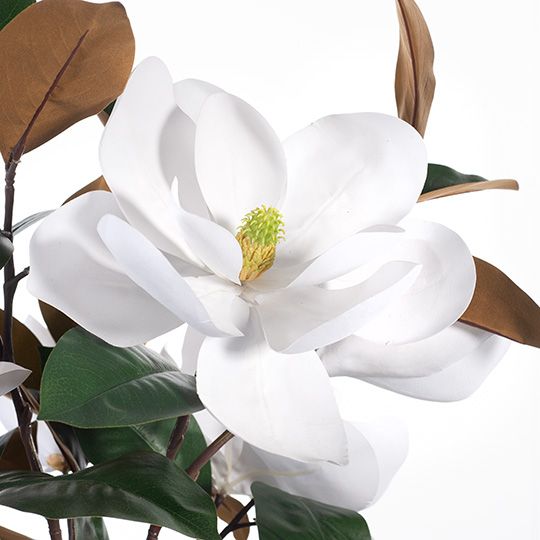 Magnolia Grandiflora Mix in Vase